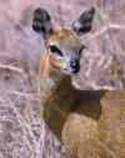 Klipspringer