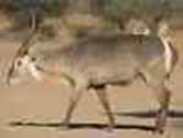 Male waterbuck